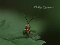 Langsprietmotten [Adelidae]